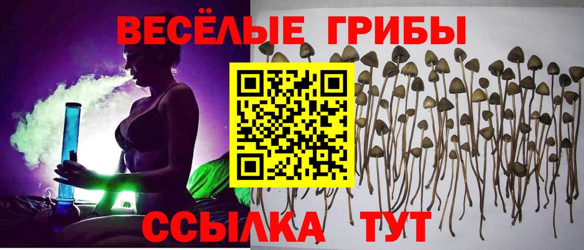 Псилоцибиновые грибы Psilocybe Сокол